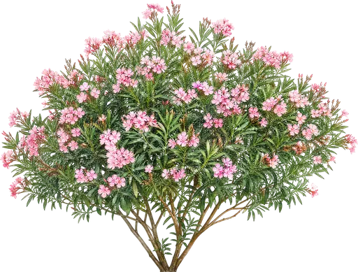 Adelfa (Nerium oleander)