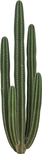 Órgano mexicano (Pachycereus marginatus)