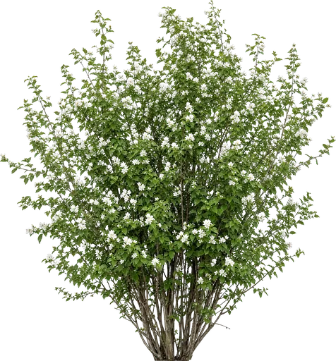 Celinda (Philadelphus coronarius)