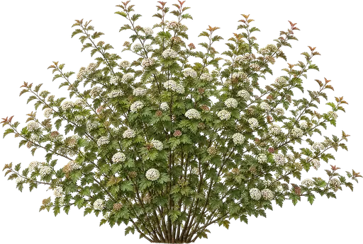 Fisocarpo (Physocarpus opulifolius)