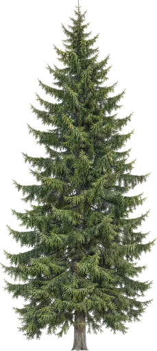 Pícea de Noruega (Picea abies)