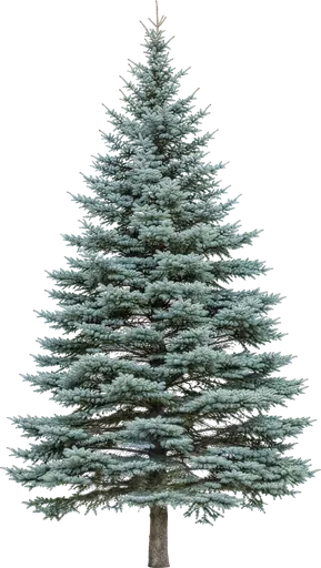 Picea azul (Picea pungens)