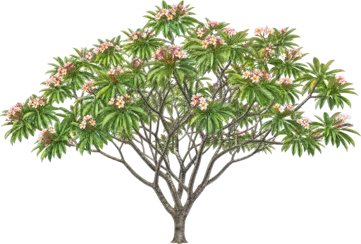Frangipani (Plumeria rubra)