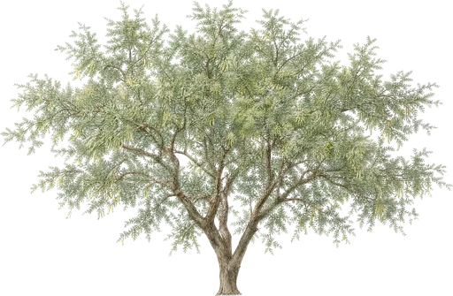 Árbol Ghaf (Prosopis cineraria)