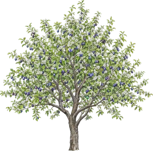 Ciruelo europeo (Prunus domestica)
