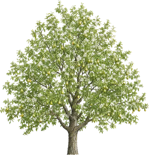 Peral europeo (Pyrus communis)