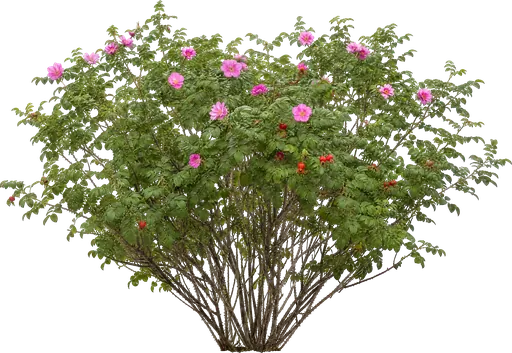 Rosa rugosa (Rosa rugosa)