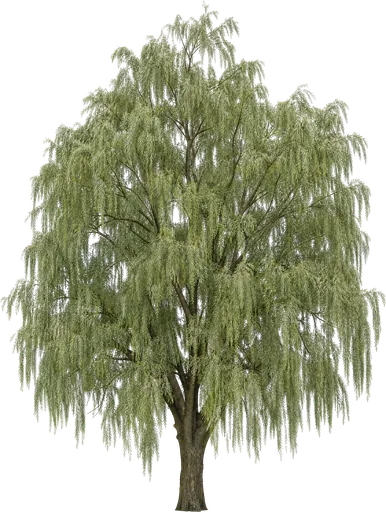 Sauce blanco (Salix alba)