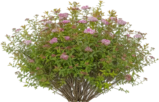 Espirea del Japón (Spiraea japonica)