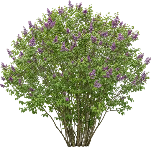 Lila común (Syringa vulgaris)