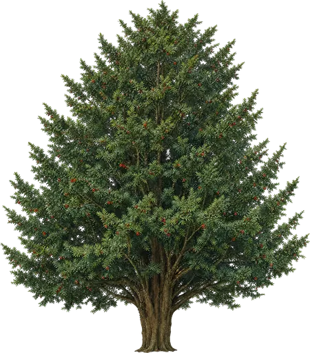 Tejo común (Taxus baccata)