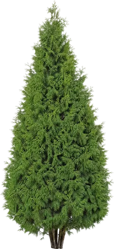 Tuya occidental (Thuja occidentalis)