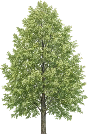 Tilo de hoja pequeña (Tilia cordata)