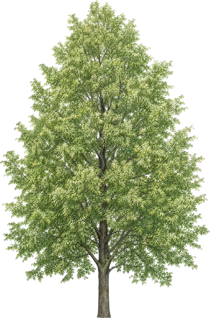 Lipa drobnolistna (Tilia cordata)